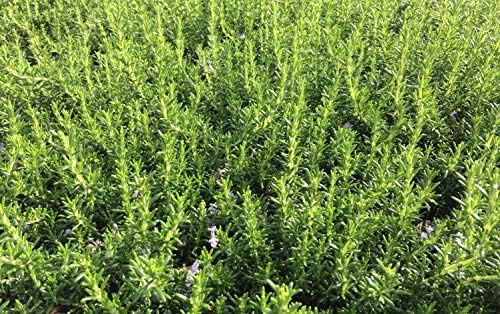 KOKKIA Rosemary : California Fremont Silicon Valley Fresh Rosemary Sprigs (Qty 6 branches) for Food, Herbs, Tea, etc.