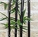 50 seeds/bag rare BLACK BAMBOO SEEDS - Phyllostachys Nigra Dendrocalamus asper Betung Hitam - Black culmed rough bamboo - seeds