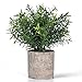 Shuheng Mini Artificial Plant Potted Fake Green Grass with Pot for Home Decor (Z, Green)