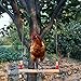 Lanermoon Chicken Swing with Natural Wooden, Colorful Chicken Toys Hanging Bells, for Hens Bird Parrot Trainning