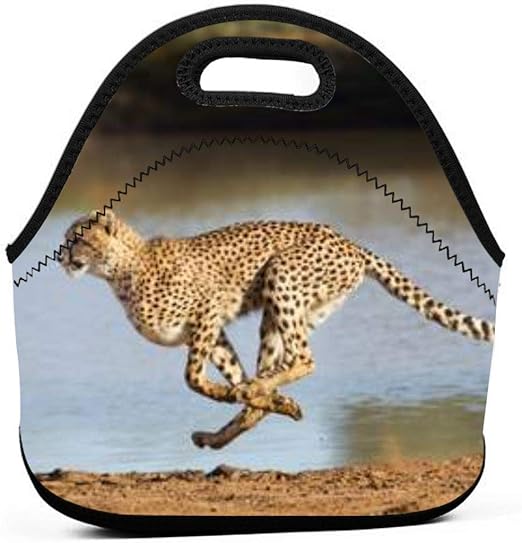 cheetah lunch box
