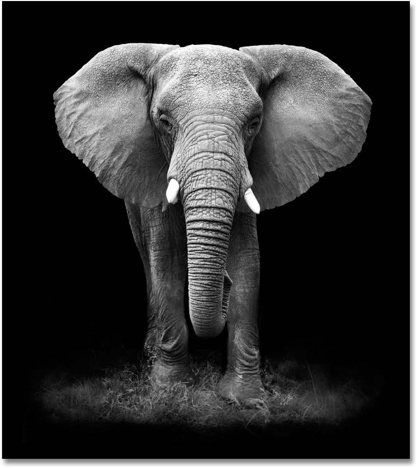 Amazon Com Inzlove Large Size Modern Animal Painting Black And