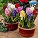 Pre-chilled Mixed Hyacinths - 12 Bulbs - Assorted Color Hyacinth Bulbs, Blue, Pink, White, Purple