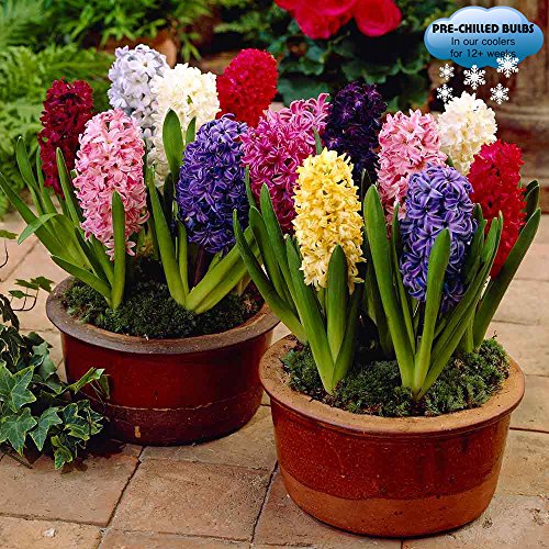 Pre-chilled Mixed Hyacinths - 12 Bulbs - Assorted Color Hyacinth Bulbs, Blue, Pink, White, Purple Pre-chilled Mixed Hyacinths - 12 Bulbs - Assorted Color Hyacinth Bulbs, Blue, Pink, White, Purple