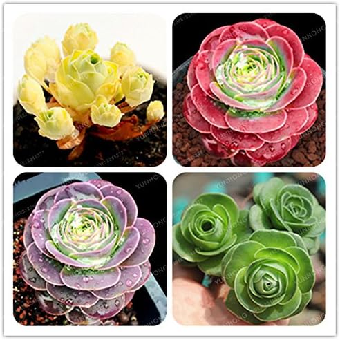 WANCHEN The Mountain Rose100 Pcs Green Rose Garden Greenovia Flower Seed Seeds Bonsai Succulent Plant Meaty Plant Flower Seeds Semillas