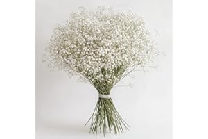 GlobalRose 120 Stems of Fresh Cut Gypso Perfecta Fillers - Baby's Breath Fillers - Fresh Flowers Perfect for Wedding