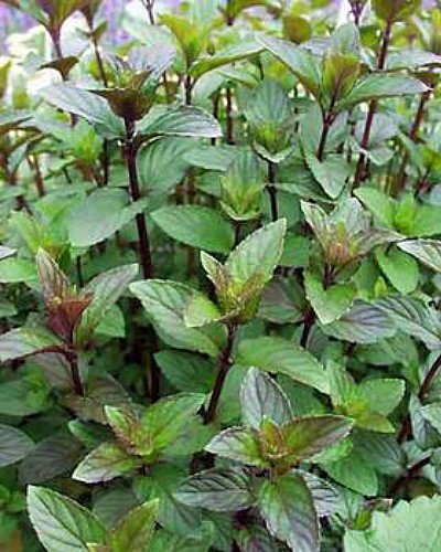 Chocolate Mint - Grow Indoors or Out - 3
