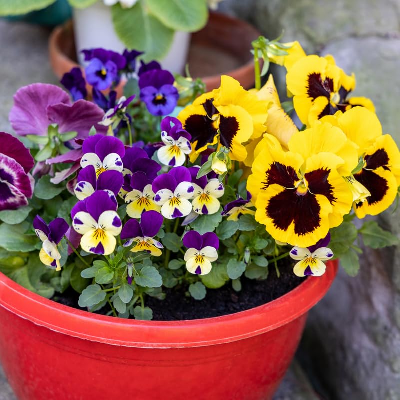 AKTRD Set 3 Mix Pansy Plants, Hardy Cool-Season Annuals, Vibrant Pansy Ready to Grow Indoor Outdoor 3-5 Inches
