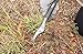 OakRidge Garden Hand Weeder for Lawn and Garden Care, The Perfect Weed Remover, Hoe Tool for Weeding Tools
