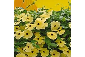 Outsidepride Sunrise Yellow Thunbergia Black Eyed Susan Seeds - 100 Pcs Annual, Climbing Vine Flower Seeds for Planting Yellow Blooms for Low Maintenance Gardens, Containers, Trellis & Fences