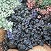 Mahogany Ajuga - Carpet Bugle - 48 Plants - 2 1/4" Pots - Proven Winner