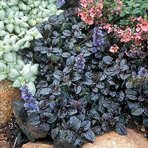 Mahogany Ajuga - Carpet Bugle - 48 Plants - 2 1/4