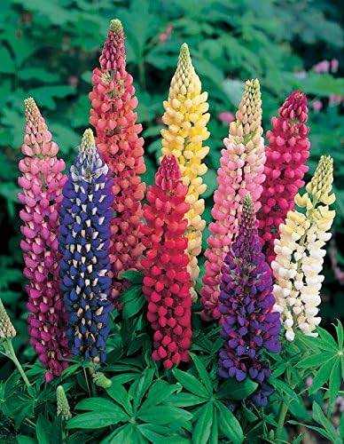 6 x Russell Mixed Lupins Lupinus - Bare Root Bulbs Summer Flowering - Free P&P