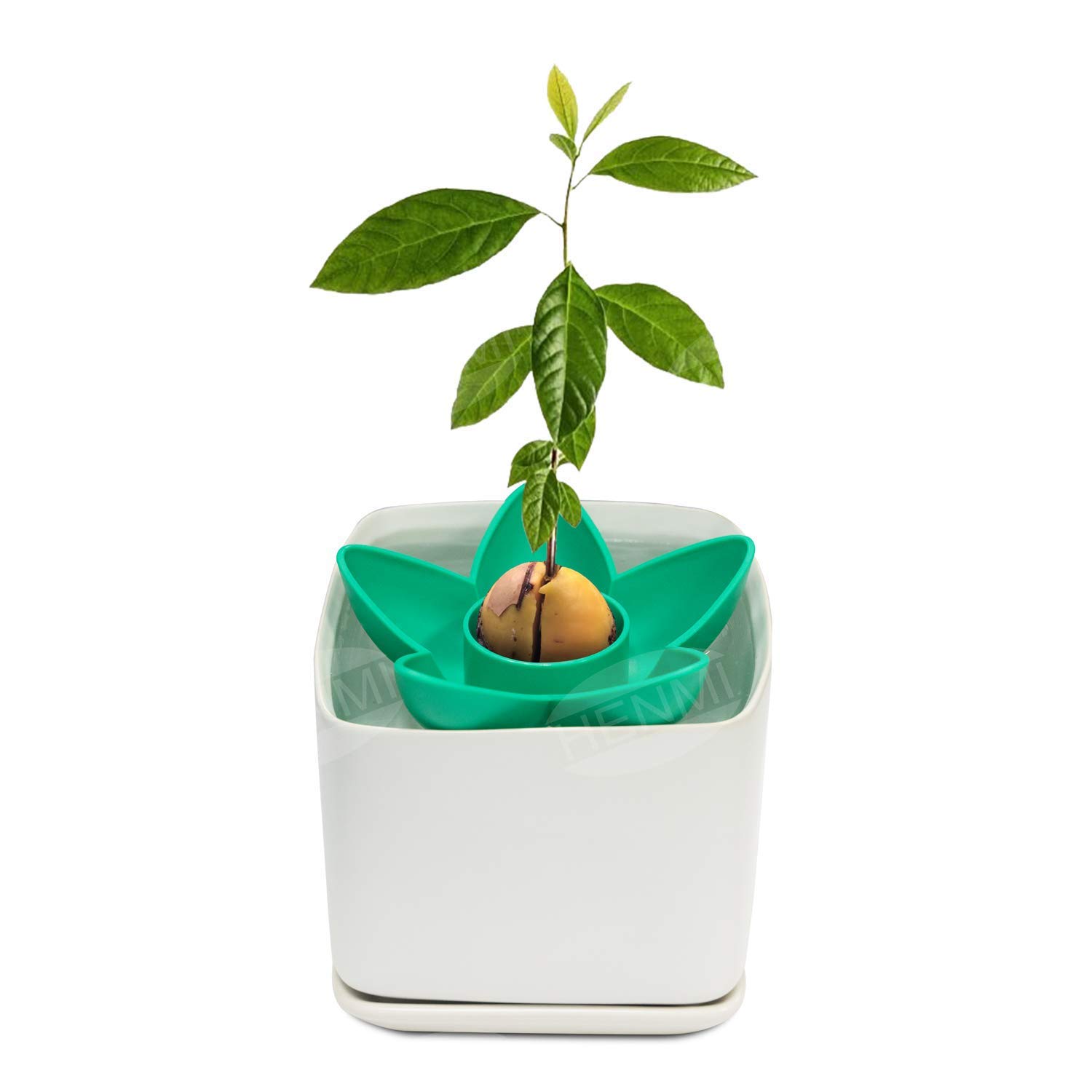 кашпо для авокадо. кашпо для авокадо. авокадо дерево. авокадо дерево. какой горшок для авокадо.