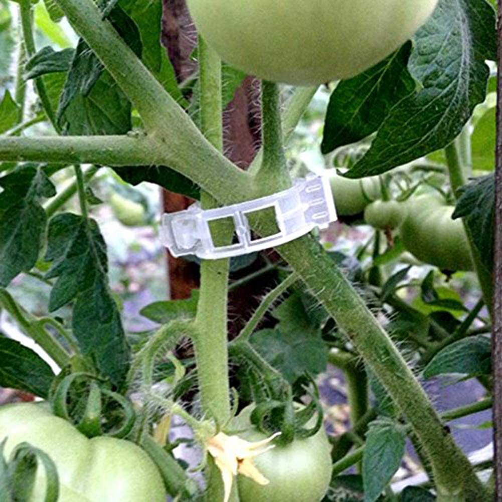 Super1798 100 clips para plantas, hortalizas de jardín, tomate ...
