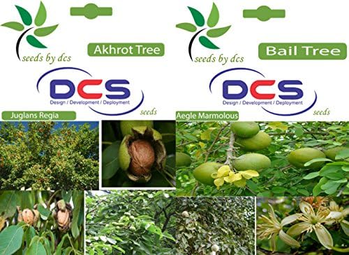 DCS Akhrot Tree and Bail Tree Seeds (White)
