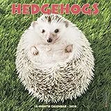 Hedgehogs 2020 Mini Wall Calendar by 