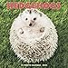 Hedgehogs 2020 Mini Wall Calendar by 