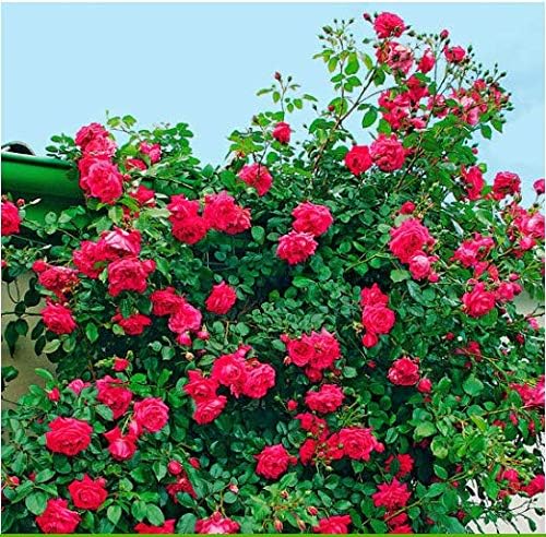Seed House-KOUYE 50pcs Climbing Rose Seeds Hardy Perennial Flower Seeds Rambler Roses bee-Friendly Flower Seeds for Garden Balcony Decor