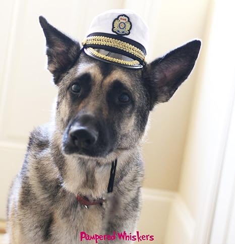 dog captain hat