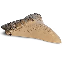 Fossilized Teeth and Claws of Various Prehistoric
