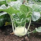 Kohlrabi Seed, Early White Vienna, Heirloom, Non