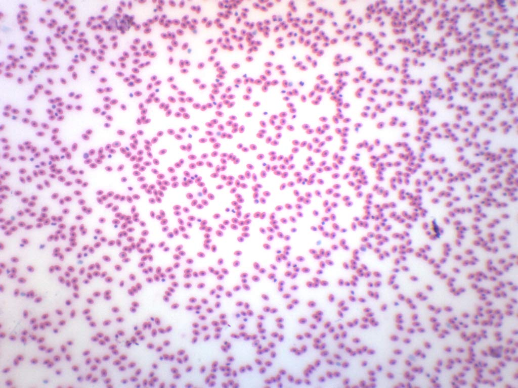 Prepared Microscope Slide Biology & Microscopy Frog Blood Smear 75 x