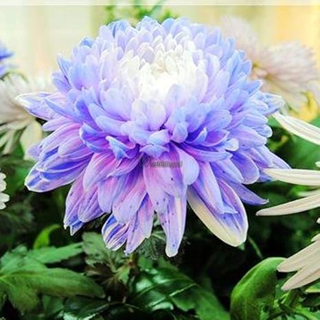 Portal Cool 2: 50Pcs cultivar un huerto casero deliciosas verduras ...