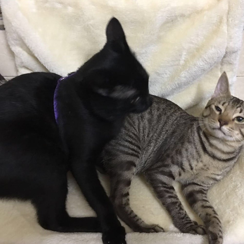 Haustier Bett Eisen Katze Hundehängematte Bett Mit