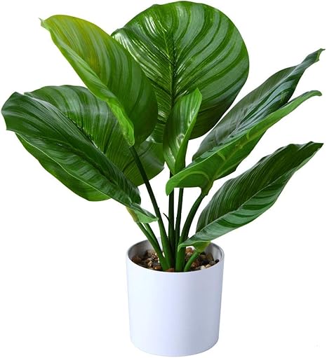 Amazon Fopamtri 人工カラテア オルビフォリア植物 16インチ 人工祈り 植物 鉢植え 家庭 オフィス デスクプラント用 引っ越し祝い ギフトに最適 人工観葉植物 オンライン通販 Amazon Fopamtri 人工カラテア オルビフォリア植物 16インチ 人工祈り 植物 鉢植え 家庭 オフィス デスクプラント用 引っ越し祝い ギフトに最適 人工観葉植物 オンライン通販