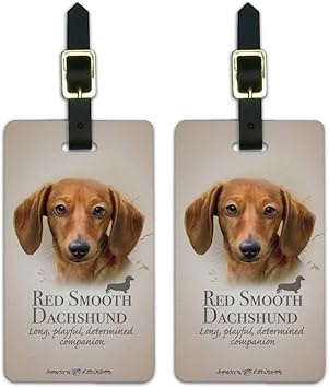 red smooth dachshund