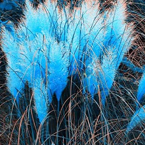 Flower Seeds, Plant Seeds, yanQxIzbiu 300Pcs Pampas Grass Seeds Plant Home Office Ornament Garden Bonsai DIY Decor - Blue Pampas Seeds