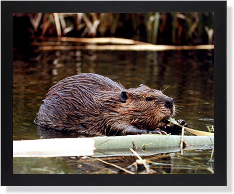 Beaver Lake Tree Log Animal Wildlife Cabin Lodge Picture Black Framed Art Print