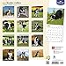 Border Collies 2017 Square