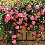 GMNP0di% Climbing Rose Seeds for Planting Garden