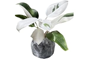 AVERAR Variegated Philodendron Live Plant, Rare Indoor Houseplant Live Well Rooted 5-7 Inches, Container Growing, Home Office Decor (White Princess Philodendron)