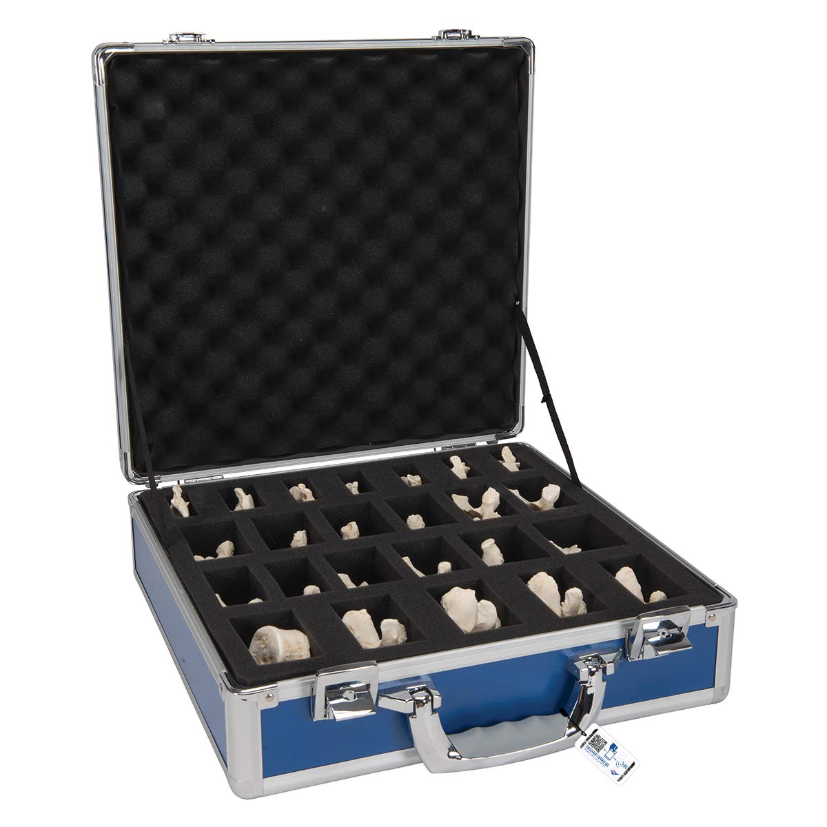 3B Scientific Set of 24 Bonelike Vertebrae + free Anatomy App - 3B Smart Anatomy A793