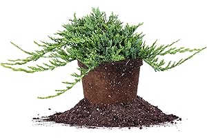 Perfect Plants Blue Rug Juniper Shrub 1 Gallon | Live Outdoor Plant | Good for Vines or Groundcover | Evergreen Foliage All Year