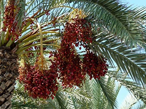 Special Buy 2 Get 2 Free Live Medjool Date Palm Seedlings w/Leave & Roots