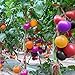 Bluelans 200Pcs Rainbow Tomato Seeds Garden Organic Fruit Vegetable Plant Home Yard Decor