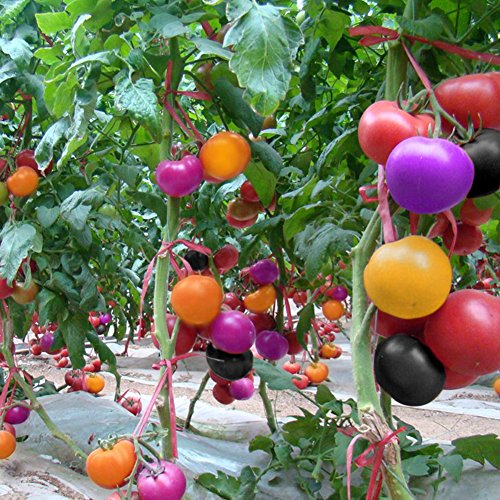 Bluelans 200Pcs Rainbow Tomato Seeds Garden Organic Fruit Vegetable Plant Home Yard Decor