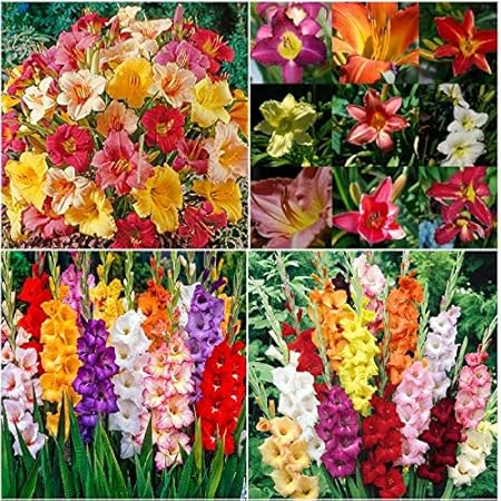 FernsFly IMP. Gladiolus Flower Bulbs + Day Lily Flower Bulbs Combo Aromatic Flower Bulbs Pack Home Outdoor Gardening Flowers Blooming planting Pack of 5 ( 5 Gladiolus + 5 Day Lily)