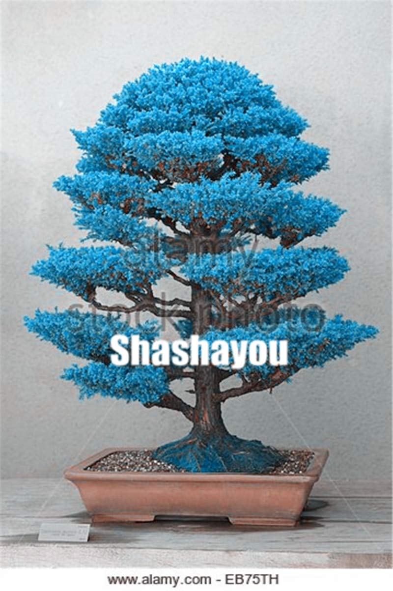 AGROBITS Semillas: 100 pcs Plantas Bonsai Cedro japonés jardín de ...