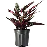 American Plant Exchange Stromanthe Triostar
