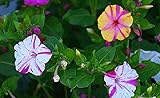 Four O' Clock Marvel of Peru Flower Seeds,50 Count