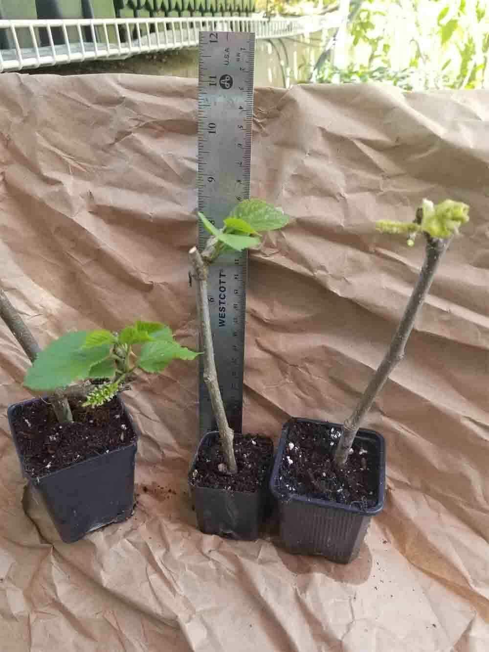 Long Mulberry Tree Pakistan Black Mulberry Morus nigra Live Starter Plant Fruit - FR07