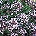 Compact Marjoram Live Herb - Oregano - 3
