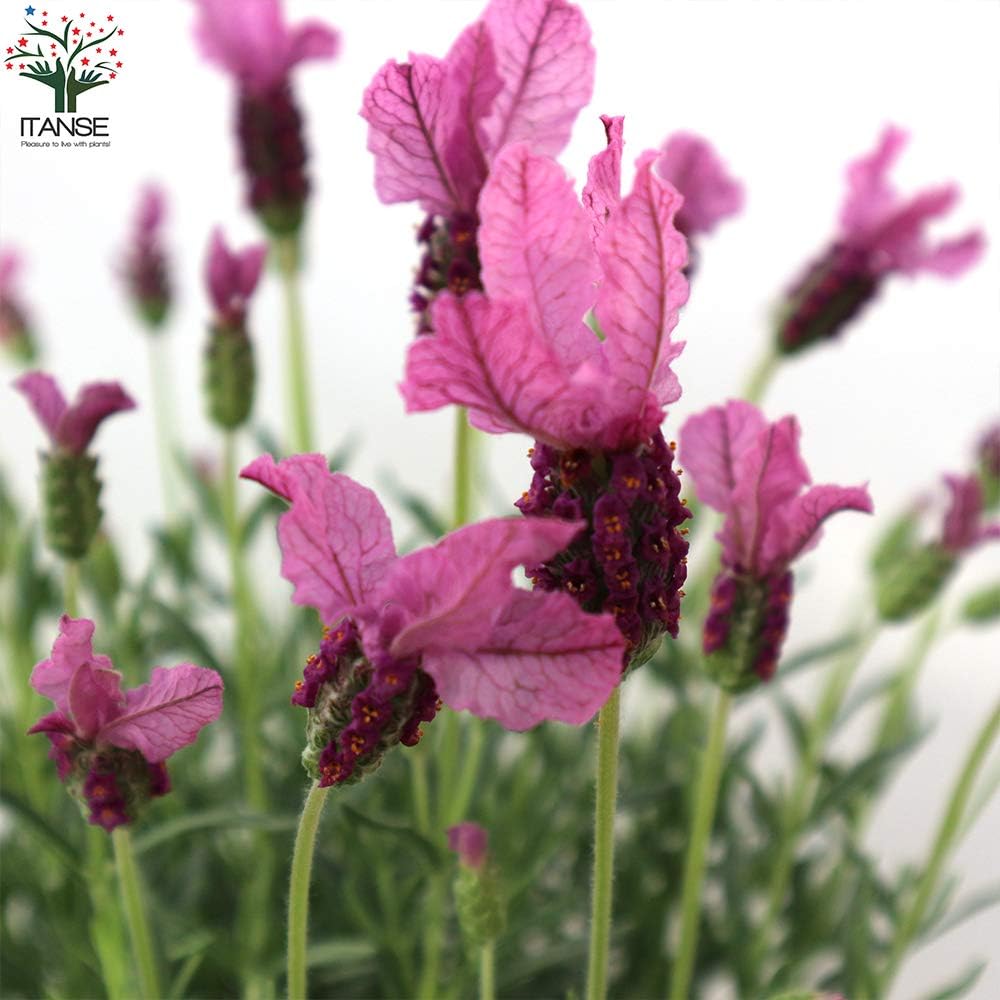 Amazon フレンチラベンダー ザ プリンセス5号鉢 品種で選べるハーブ苗 1個売り 学名 Lavandula Pedunculata The Princess Lavender シソ科ラヴァンデュラ属 耐寒性多年草 原産地 地中海沿岸 鮮やかなピンク色のラベンダーが生れました 永遠のフレグランス Amazon フレンチラベンダー ザ プリンセス5号鉢 品種で選べるハーブ苗 1個売り 学名 Lavandula Pedunculata The Princess Lavender シソ科ラヴァンデュラ属 耐寒性多年草 原産地 地中海沿岸 鮮やかなピンク色のラベンダーが生れました 永遠のフレグランス