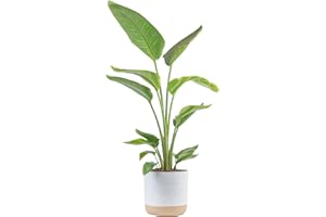 Costa Farms White Bird of Paradise Live Plant in Decorative Pot, Large Indoor Houseplant, Perfect for Home, Room, or Office Decor, Great House Warming or Birthday Gift, 3-4 Feet Tall