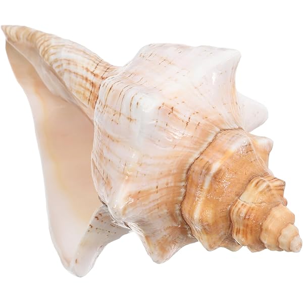Atlantic Whelk Sea Shell - Polished Atlantic Whelk 7-8
